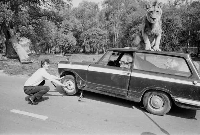 Roger Frampton mends a punctured tire on his car inside the lion enclosure at Windsor Safari Park, Berkshire, 1972