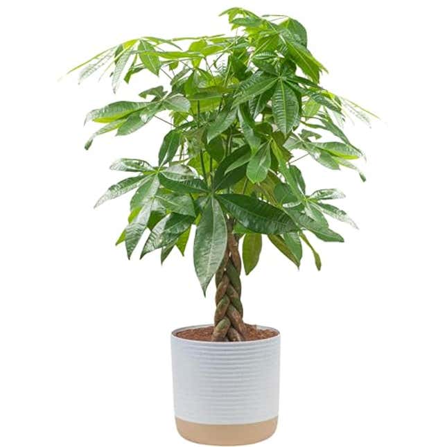 Image for article titled Costa Farms Money Tree Live Plant, Now 22% Off