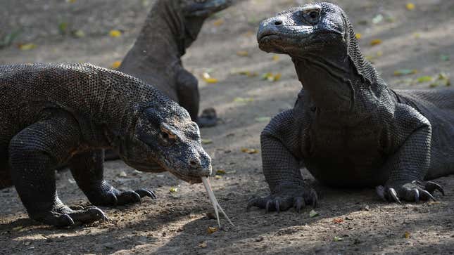 Image for article titled Nothing Could Possibly Go Wrong With Indonesia&#39;s Plan for &#39;Jurassic Park&#39; on Island Filled with Komodo Dragons