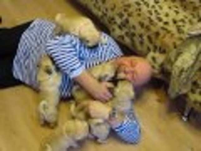 Man Adorably Dogpiled by Piles of Pugs