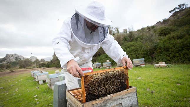 A photo of a beekeeper tending to his bees. 