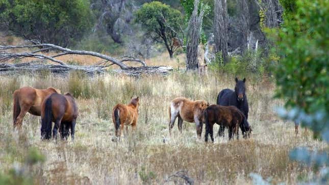 Imagen para el artículo titulado Australia matará a 10.000 caballos salvajes, pero los científicos advierten que no es suficiente