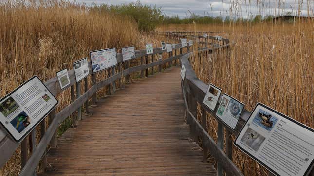 Image for article titled Ambitious Nature Center Squeezes 25 Informational Placards Out Of Sad Little Marsh