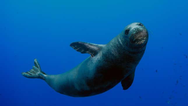 An underwater photo of a monk seal swimming against the blue backdrop of the ocean.