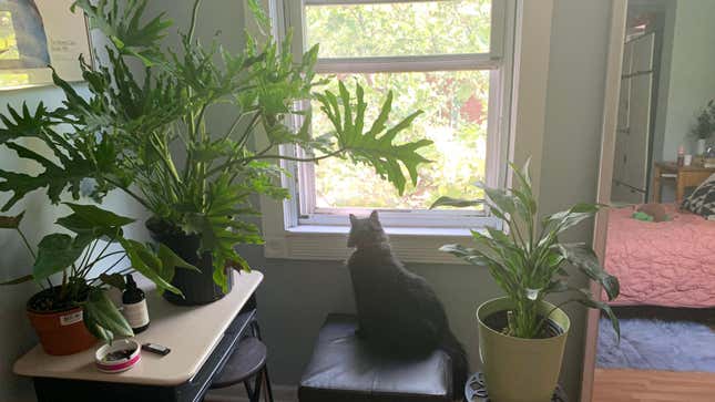 She’s yearning for freedom, and yet.