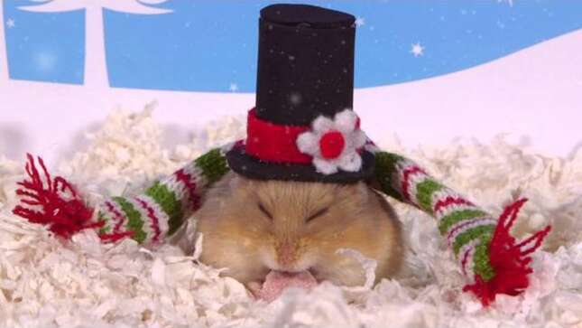 Hamsters in Holiday Hats are Festively Plump, Completely Irresistible