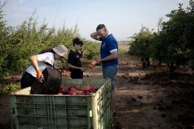 Volunteers take a sunscreen break while from picking pomegranates on a farm in Ashkelon, Israel, Friday, Oct. 27, 2023. The Israel-Hamas war has plunged Israel’s agricultural heartlands into crisis. Near Gaza, the military has banned all farming within 4 kilometers of the border fence and tightly monitors farmers whose lands lie just outside the no-go zone. In the north near the Lebanese and Syrian borders, entire communities have been evacuated because of rocket fire from Lebanon’s Hezbollah militant group. (AP Photo/Maya Alleruzzo)