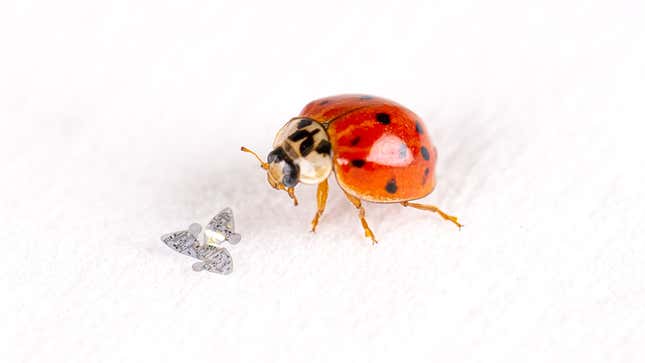 A photograph of one of Northwestern's winged drones next to a ladybug