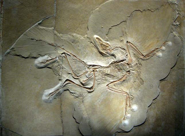An Archaeopteryx fossil in Berlin.