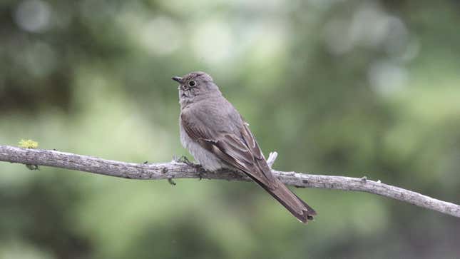 Image for article titled You'll Have to Learn New Names for These American Birds