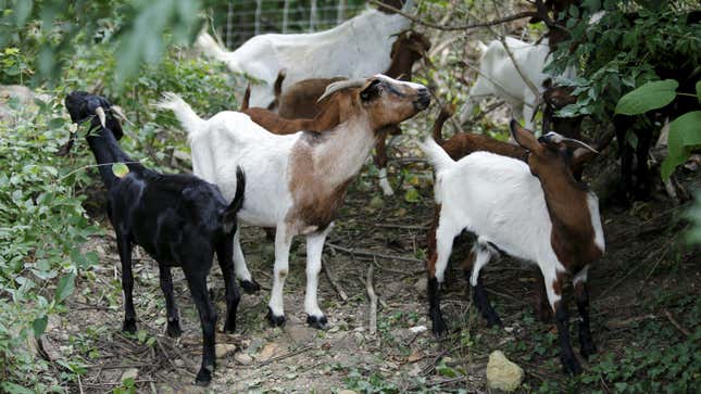 Union files grievance over goats mowing on Western Michigan's