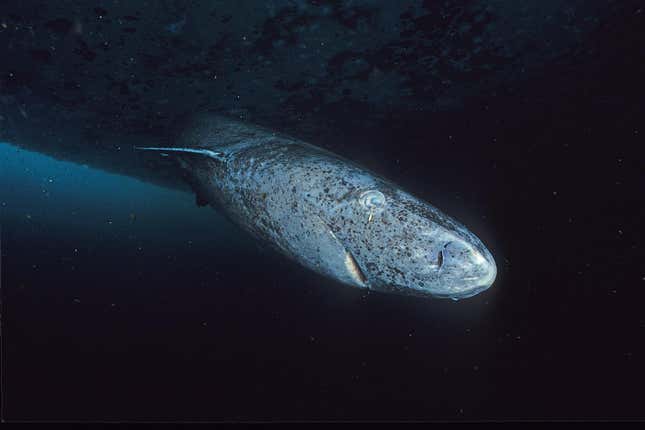 A Greenland shark.