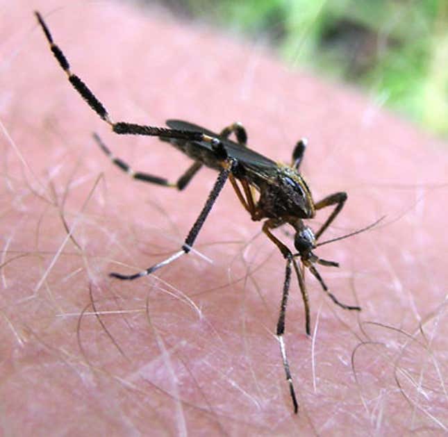 Gallinipper mosquitoes are the largest in the US.