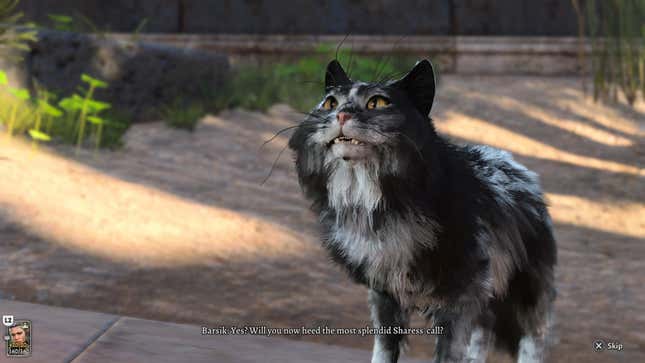 A black and white cat named Barsik looks at the player.