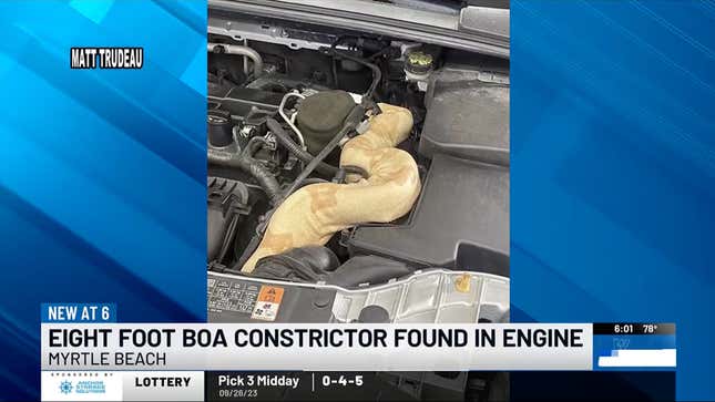 Screenshot of a news report on the eight-foot boa constrictor found in an engine bay