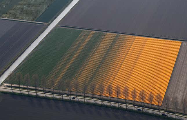Image for article titled The soothing, hypnotic colors of tulip season, seen from above