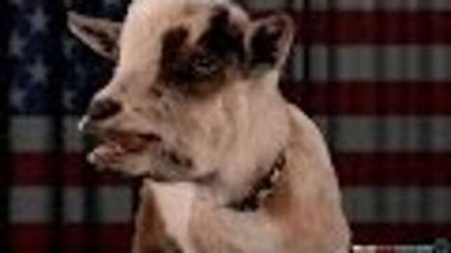 Watch These Goats Sing the National Anthem and Explode a Few Times