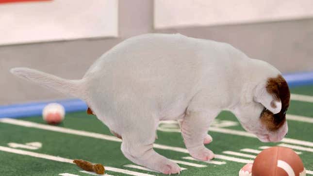 Image for article titled Controversial Puppy Bowl Star Shits During National Anthem