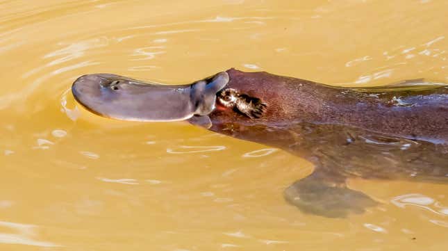 A platypus swimming.