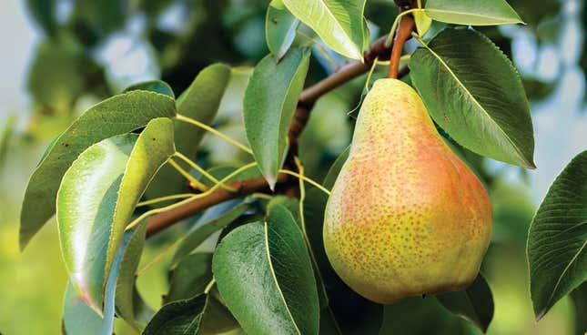 Comice Pears Information and Facts