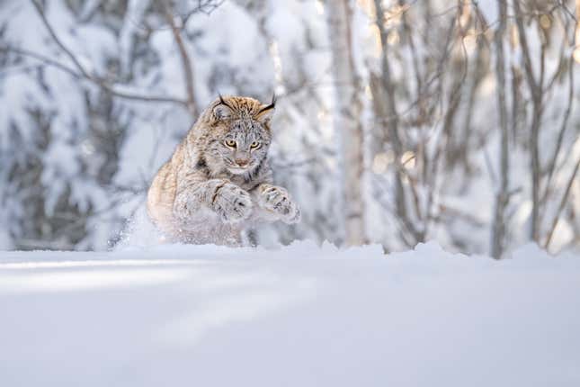 Un lince canadiense saltando por la nieve.