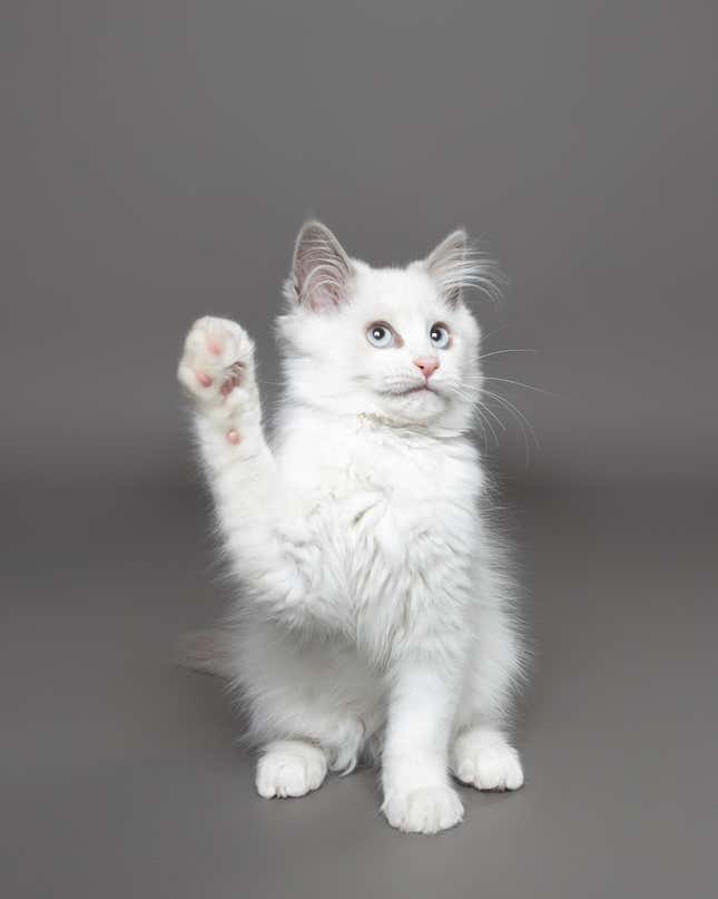 The 12-week-old Artie raises his paw.