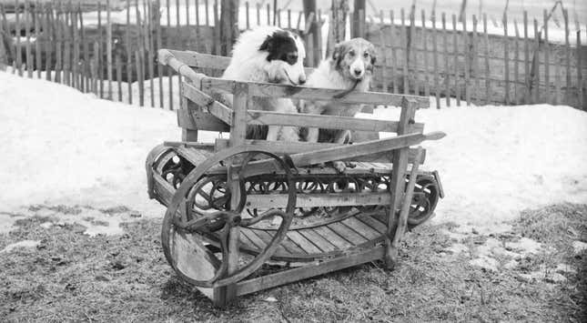 A dog-powered treadmill pictured in Canada in 1954.