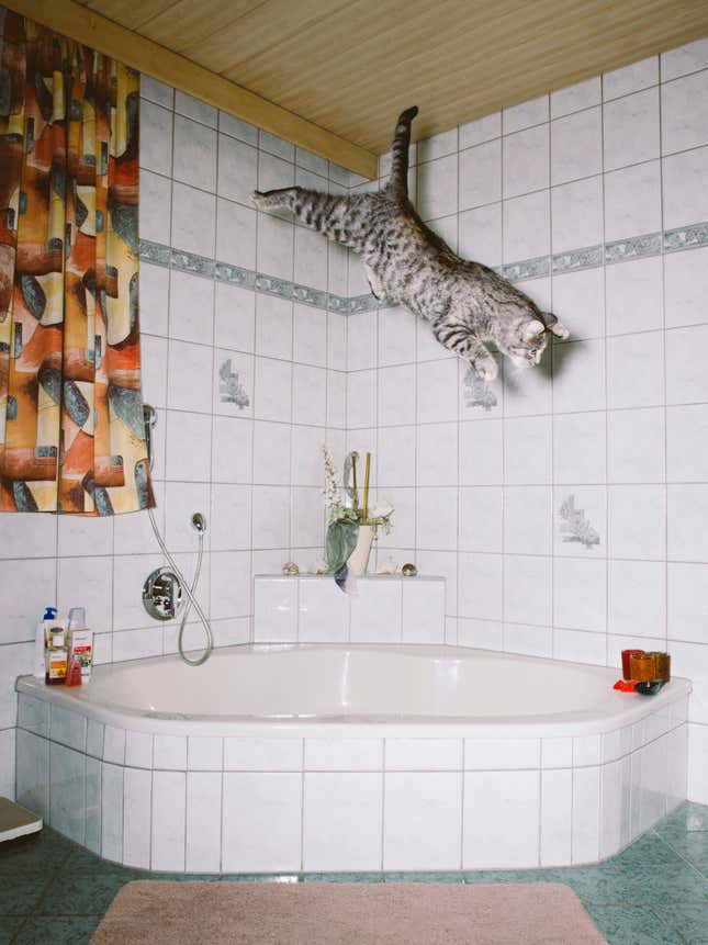 Image for article titled What cats do when we’re not watching
