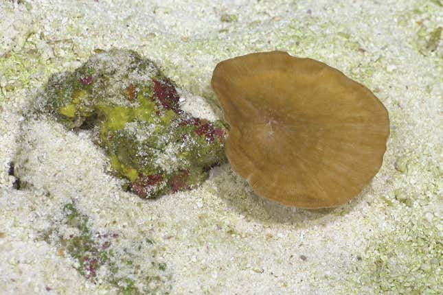 A Leptoseris coral documented on Dive 672.