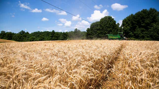 Wheat field.