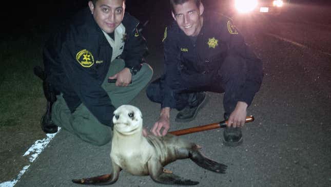 This April 19, 2015 photo provided by the Mendocino County Sheriff shows Mendocino County Deputy Sergio Chora-Alvarado, left and Deputy Ze Manuel Limaa, pose for a photo with a stranded Sea Lion pup. The rescued the sea lion pup waddled about a quarter-mile from the ocean. Mendocino County sheriff's deputies patrolling Highway 1, south of Fort Bragg, spotted the animal moving slowly in dark, dense fog on Sunday. They discovered the animal was a sea lion pup weighing about 20 pounds with a tag attached to its front flipper (Mendocino County Sheriff via AP