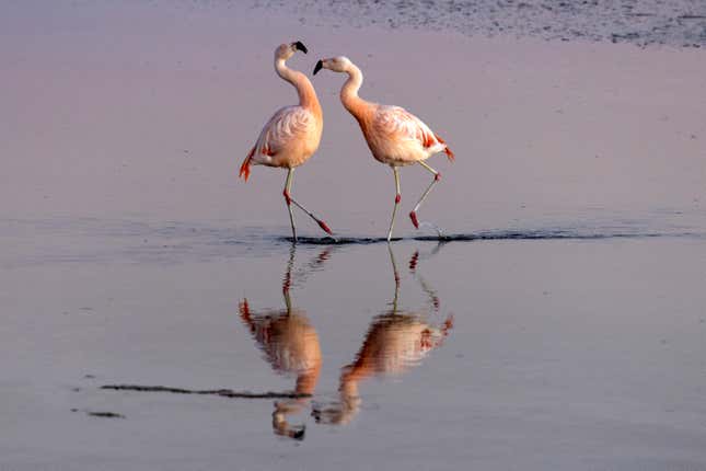 Two flamingos scuffle.