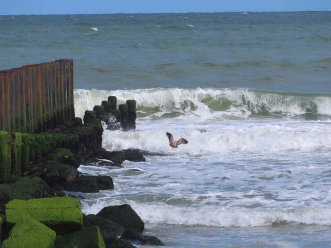 A seagull flies above the waves on Thursday, April 25, 2024, in Long Beach Township, N.J. Government supporters of offshore wind energy projects in New Jersey and New York are trading blows with opponents in some shore towns who say many vacationers and local residents don&#39;t want to see turbines filling the ocean horizon. (AP Photo/Wayne Parry)