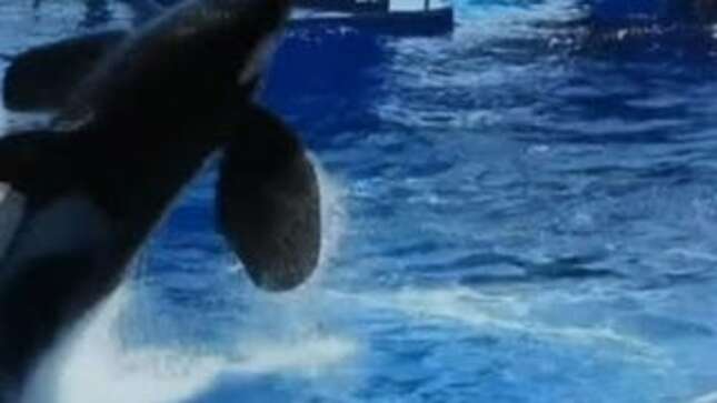 Bitter Adult SeaWorld Visitors: 'The Children Will Never See Something Like This Again'