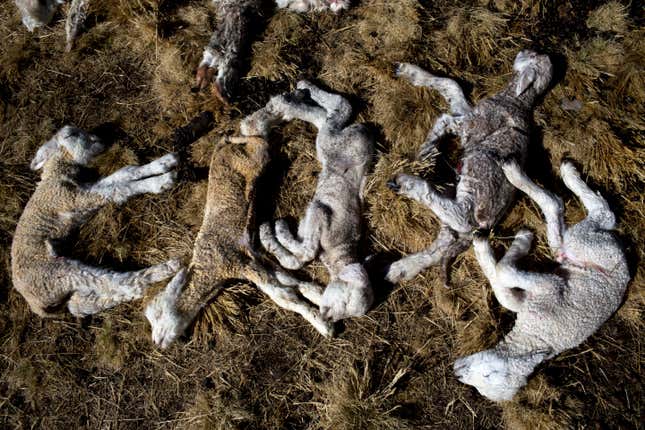 In this July 9 photo, newborn sheep that died due to sub-freezing temperatures lay on the ground after being placed there by a villager in San Antonio de Putina in the Puno region of Peru. (AP/Rodrigo Abd)