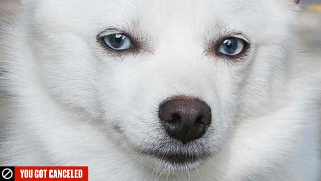 Yeah, I'm Canceling Ivanka Trump's Dog