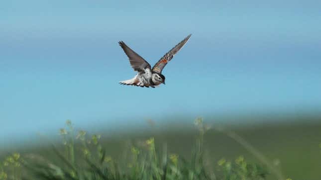 Image for article titled You'll Have to Learn New Names for These American Birds