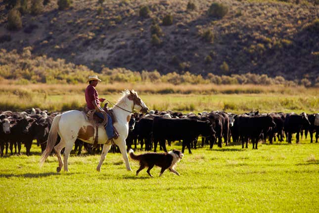 Image for article titled The 10 most dog-friendly states in America