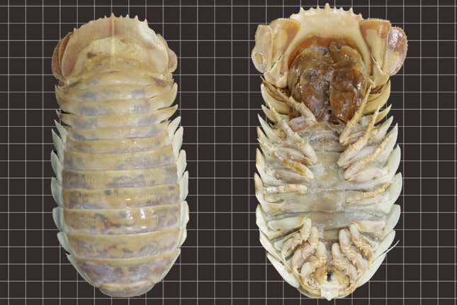 The dorsal and ventral sides of a newly discovered giant isopod species.