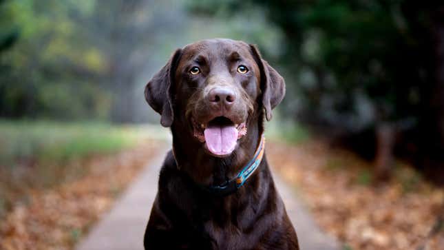 Image for article titled Dogs React To Commander Biden Biting Another Secret Service Officer