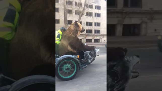 A Bear Being Towed In A Motorcycle Sidecar Could Only Happen In Russia