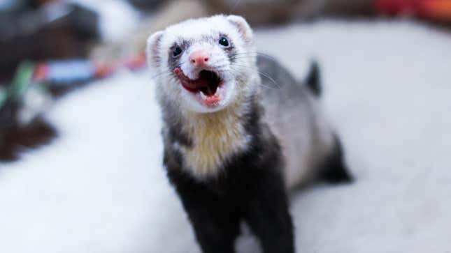 Got myself another fur baby for my other ferret! The cinnamon is stillone  and the sable mask is sylvester! : r/ferrets