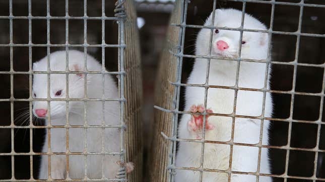 Minks look out of a cage at a fur farm in the village of Litusovo in Belarus. 