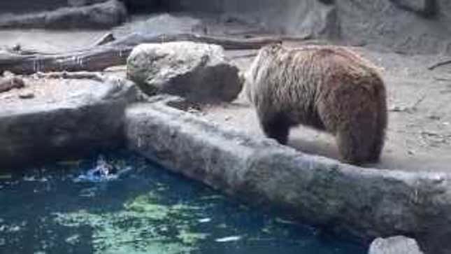 Cool Bear Saves A Dumb Crow From Drowning