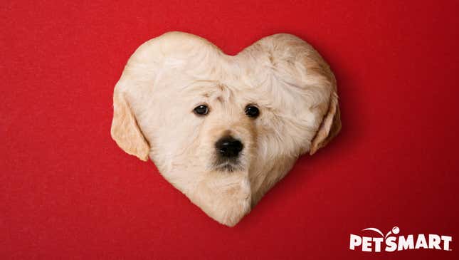 Image for article titled PetSmart Introduces Heart-Shaped Puppy For Valentine’s Day