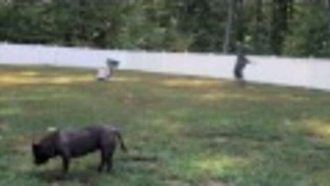 This Pitbull Is Coming for Taylor Swift's Job and She's Gonna Get It