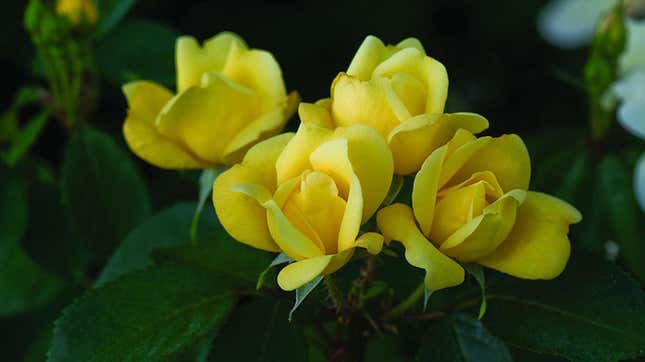 The Sunny Knock Out Rose, Yellow, 1 Bare Root Plant | $17 | Amazon