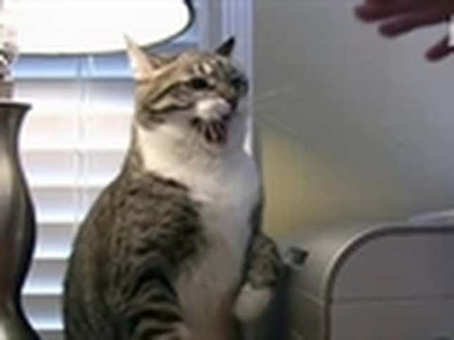 I'm Ready to Go to Jackson Galaxy's Cat Camp