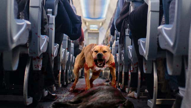 Image for article titled United Airlines Updates Policy On Allowing Dogfights In Passenger Cabin