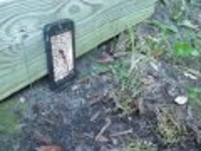 Frogs Love Watching Worms on Smartphones